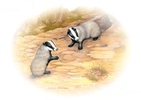 Logo: Young badgers playing near their sett.
